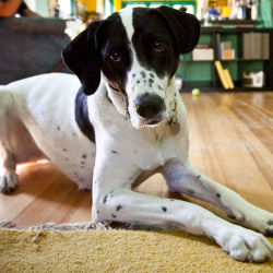 DogWatch of East Coast Florida, LLC, Sebastian, Florida | Indoor Pet Boundaries Contact Us Image