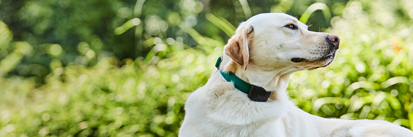 DogWatch of East Coast Florida, LLC, Sebastian, Florida | 1200Fence Slider Image