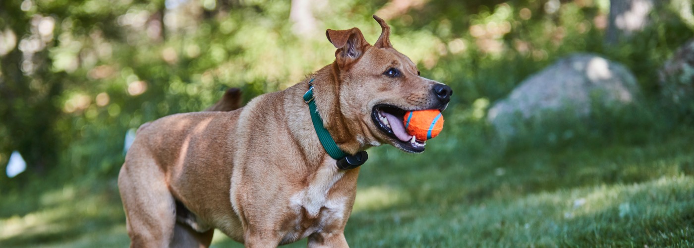 DogWatch of East Coast Florida, LLC, Sebastian, Florida | ProFenceX Slider Image